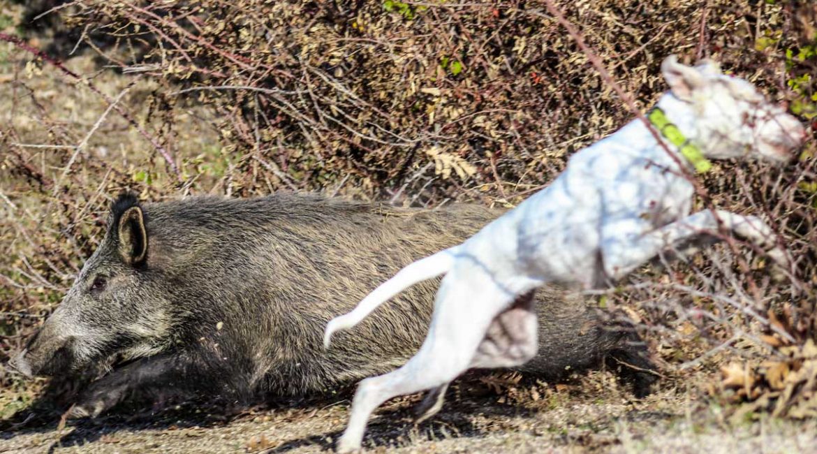 Una rehala de perros de caza rodea a un gran jabalí atrincherado en una zarza