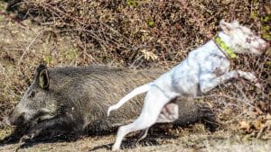Una rehala de perros de caza rodea a un gran jabalí atrincherado en una zarza
