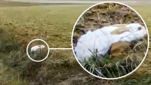 Un agricultor de Valladolid descubre a una liebre totalmente blanca intentando pasar desapercibida