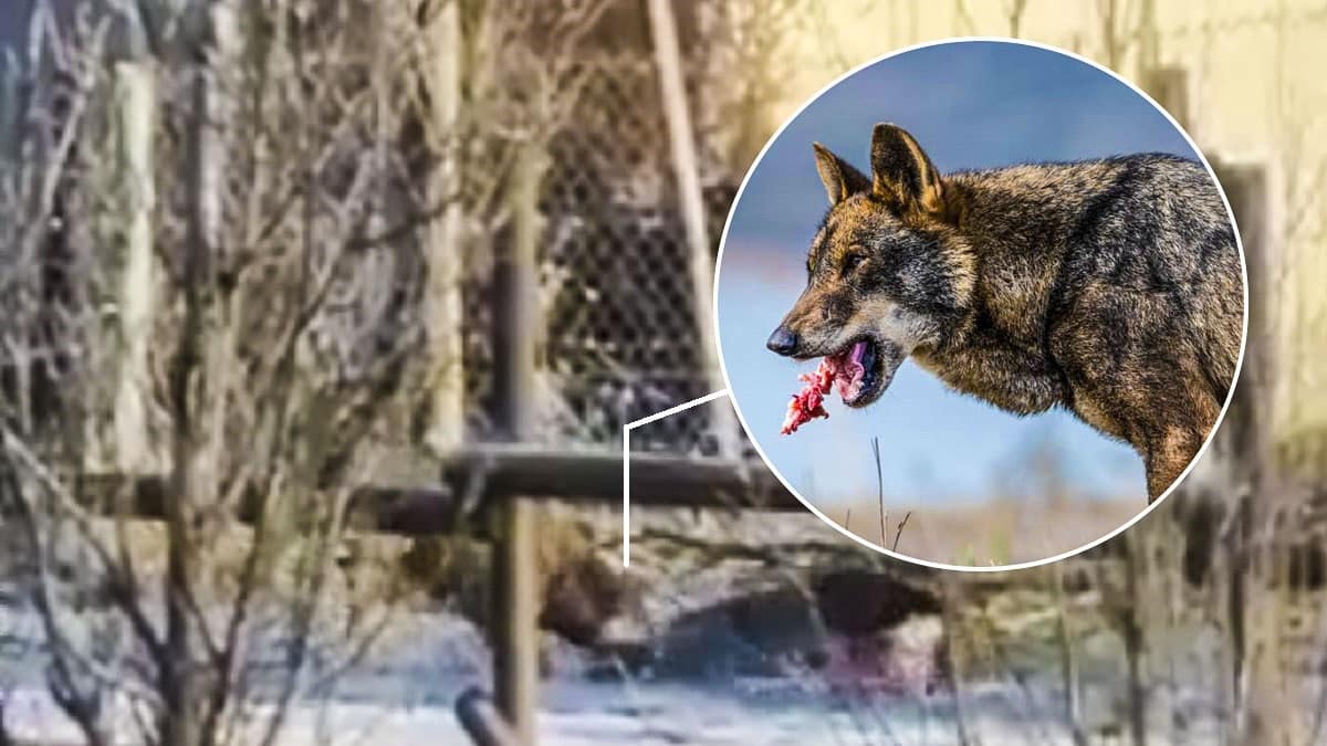 Misterioso vídeo de un lobo cazando un ciervo en un pueblo