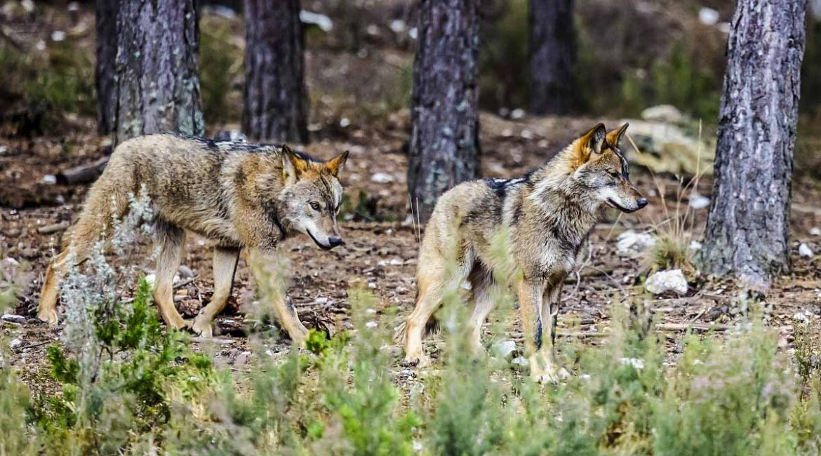 lobos montería Ávila