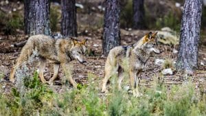 Un cazador graba a dos lobos a solo 4 kilómetros de las murallas de Ávila en una montería