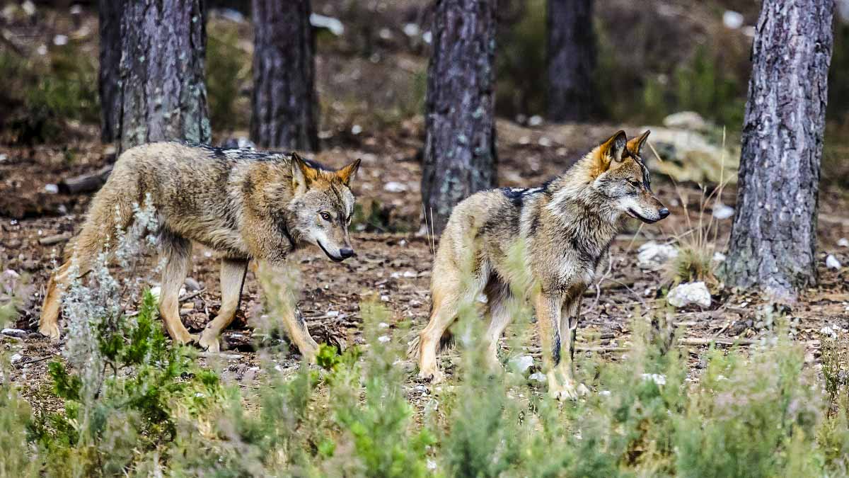 Graban a tres lobos persiguiendo a una pelota de ciervos en la cordillera  Cantábrica