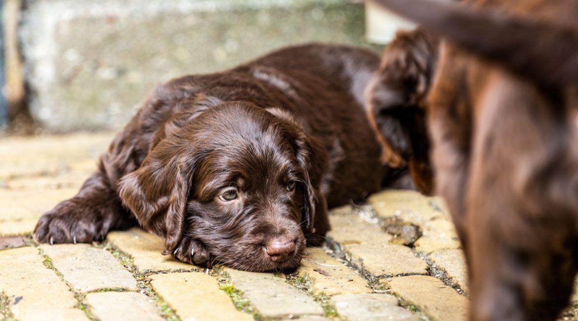 El Gobierno planea multas de 100.000 euros por criar perros sin permiso
