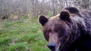 Un oso pardo cantábrico 'se hace un selfi' con una cámara trampa