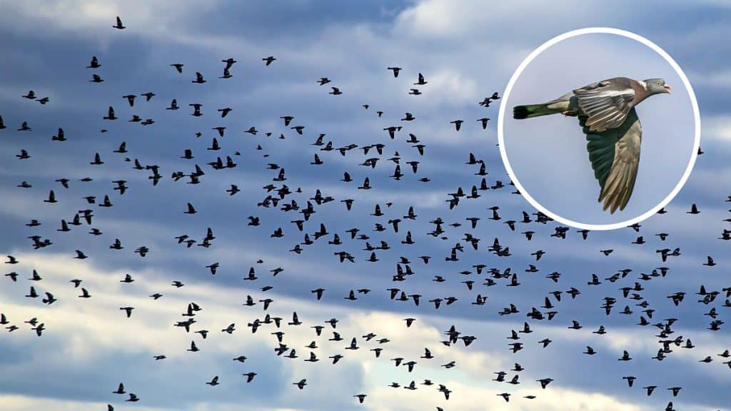 palomas torcaces migración Pirineos