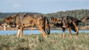 Dos hombres se topan con una pareja de lobos cerca de un pueblo de Ávila