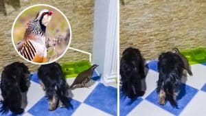 Un cazador 'adopta' a una perdiz roja que ahora convive junto a sus perros