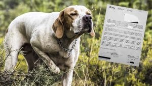 Esta es la carta que recibirás si tienes un perro y el Gobierno aprueba la Ley de Bienestar Animal
