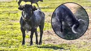 Un toro bravo embiste a unos políticos de Cáceres que visitaban la ganadería de Victorino Martín