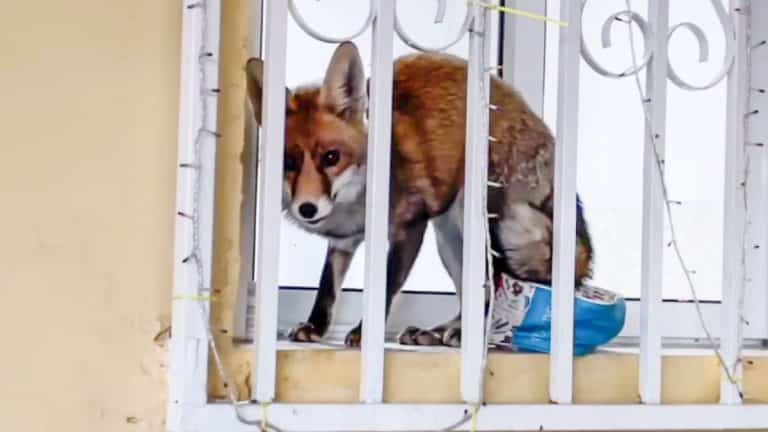 Imagen del zorro atrapado en una casa. © Facebook