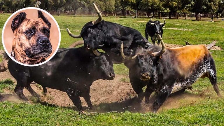 Alano español y toros bravos en una pelea