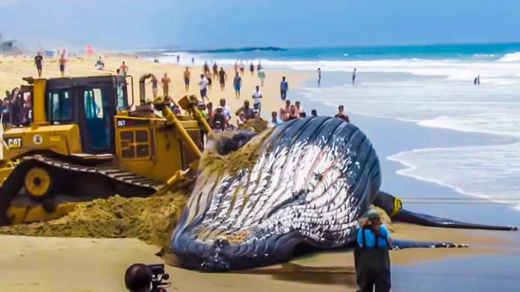 La ballena varada en la arena mientras es empujada.
