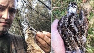 Cazan una extraña becada con el cuello blanco en Galicia