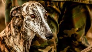 Animalistas utilizan fotos de perros de caza maltratados en otros países para defender su ley de chiringuitos