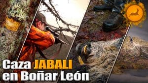 Batida de jabalí en el norte de León, caza en estado puro