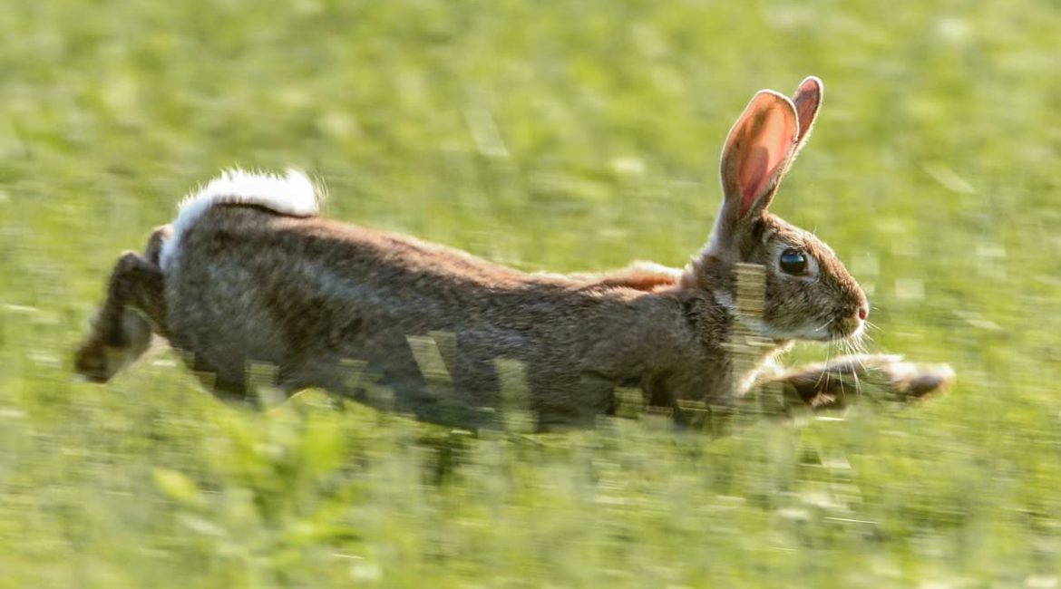 Conejo corriendo