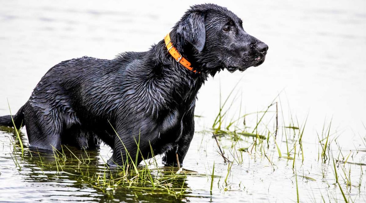 Un perro de caza en el agua. ©Shutterstock