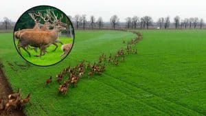 Un dron capta una kilométrica pelota de cientos de ciervos
