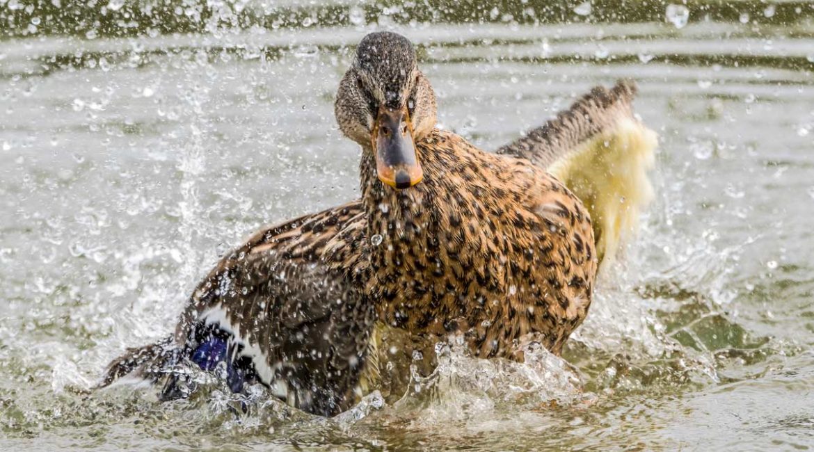 Castilla y Léon detecta varios casos de gripe aviar en aves acuáticas