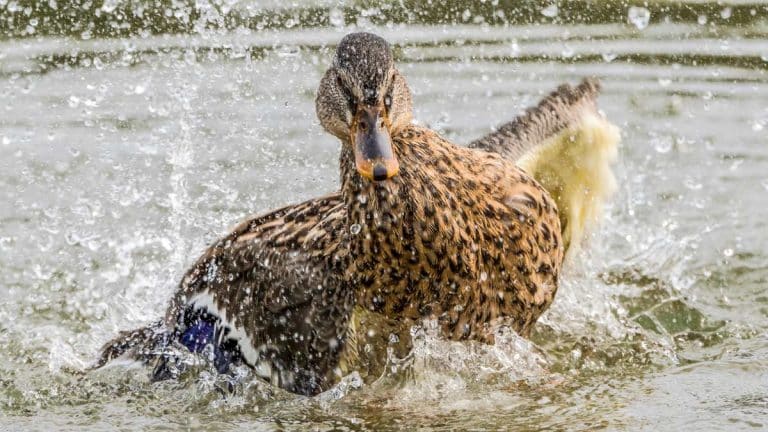 gripe aviar acuáticas