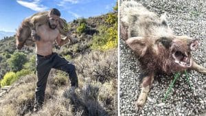 Sorpresa en una montería de Málaga: cazan dos jabalíes blancos