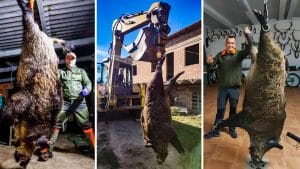 Estos son 10 de los más grandes jabalíes cazados en España durante 2021