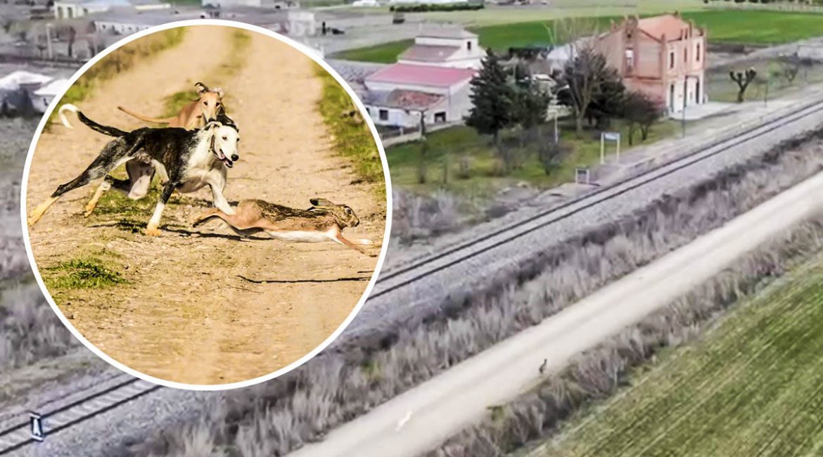 Un dron graba a una liebre que se libra de los galgos corriendo a través de un pueblo de Salamanca