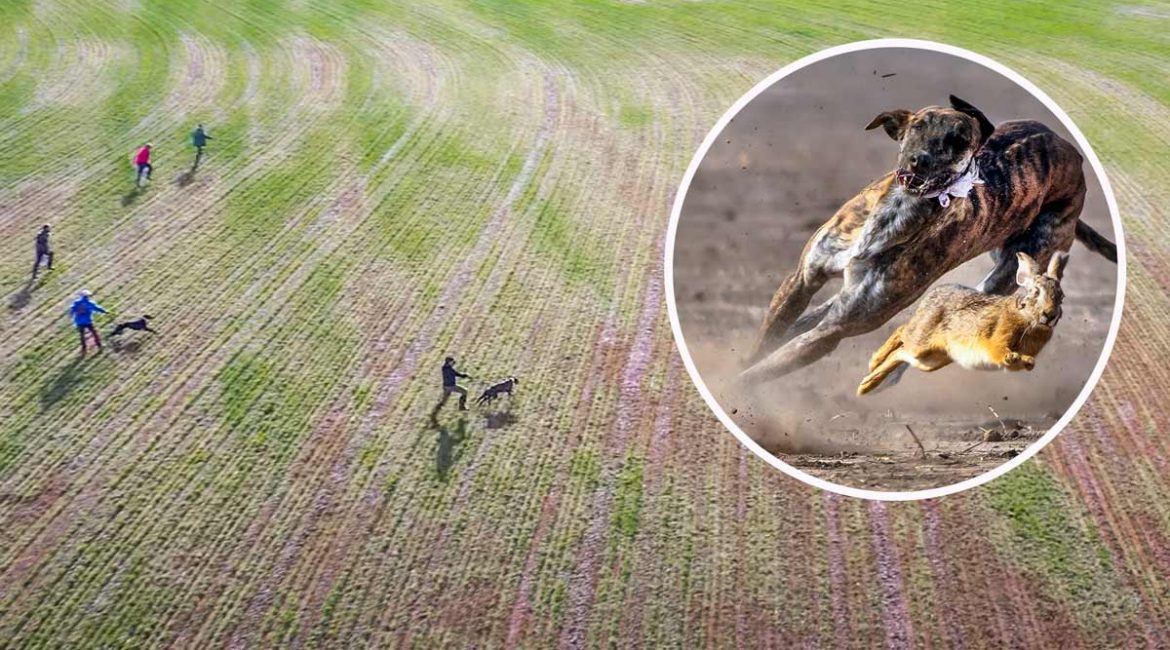 Así es la hipnótica carrera de los galgos tras la liebre vista desde un dron
