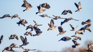 Un cazador graba miles de palomas cubriendo el cielo de un pueblo de Guipúzcoa