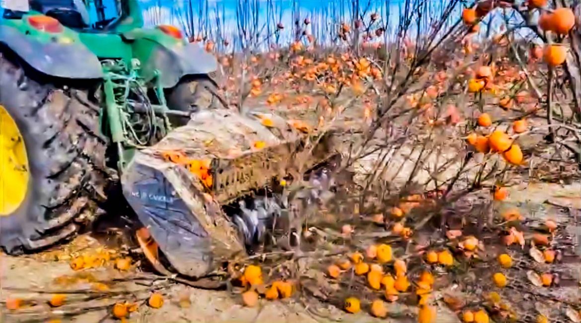 Un tractor destroza un campo de caquis: la triste realidad del mundo rural