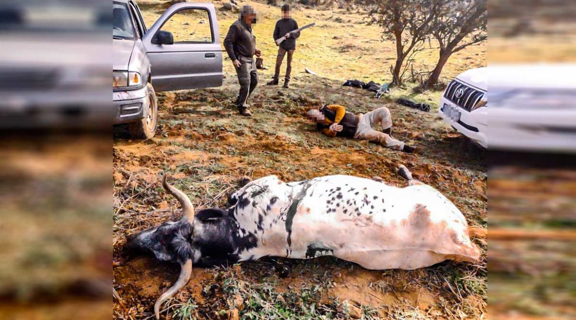 Una vaca ataca a un cazador en una montería y es abatida por un compañero para salvarlo