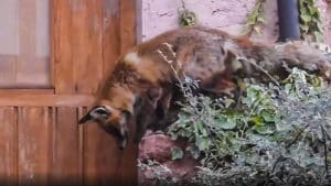 Un zorro se cuela en el patio de un cazador en Soria y este se plantea un interesante dilema