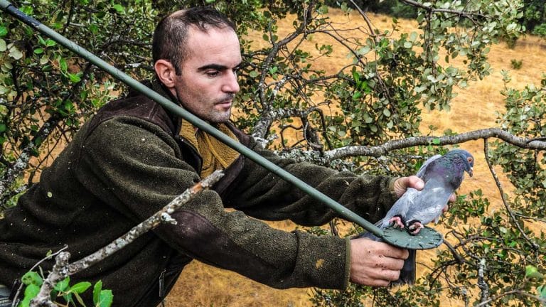 Cazador colocando el cimbel para cazar palomas torcaces. © JDG