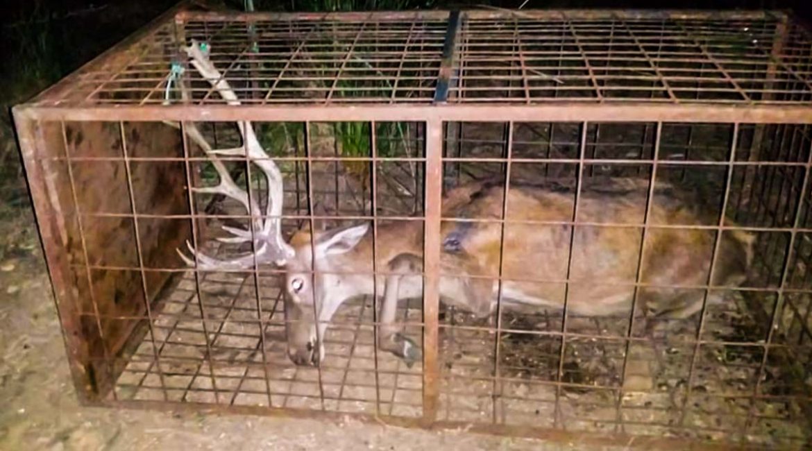 La RFEC y Artemisan denuncian ante la Fiscalía el caso del ciervo agonizante de Monfragüe