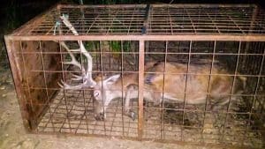 Archivada la denuncia contra Fedexcaza por difundir el vídeo del ciervo enjaulado en Monfragüe