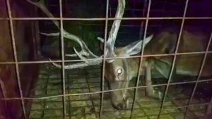Graban a un ciervo agonizando en una jaula: así sustituye el Gobierno a la caza en parques nacionales