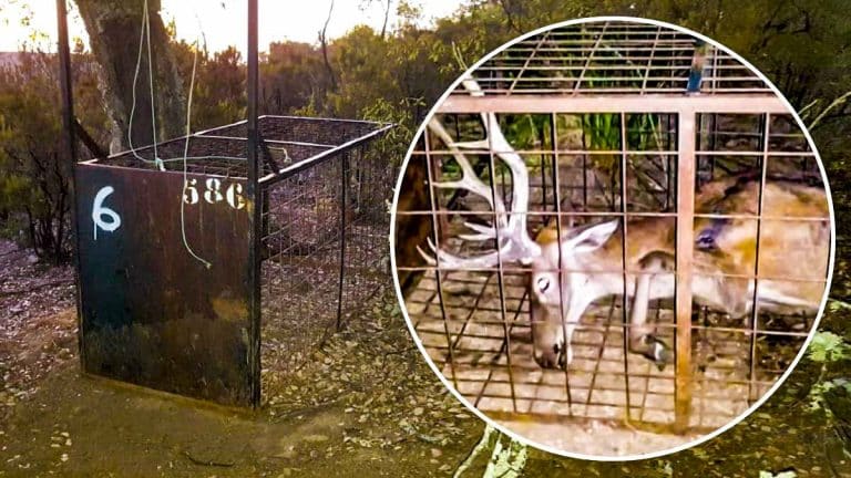Imagen del ciervo de Monfragüe junto a otra jaula trampa instalada actualmente en el parque.