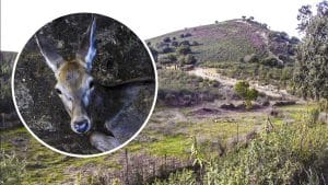 Así son los campos de exterminio de ciervos y jabalíes que Parques Nacionales tiene en Monfragüe