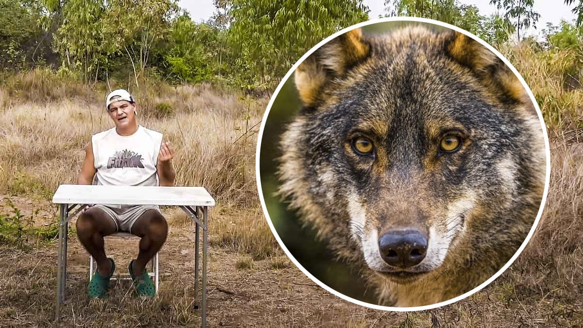 Frank Cuesta sobre el lobo en España: «Hay que controlarlo y eso se hace  con una escopeta»