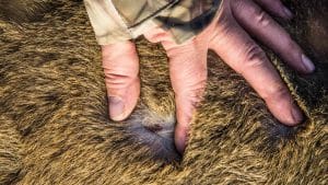 Científicos estudian las garrapatas de ciervos y jabalíes y cómo pueden contagiarte el virus de Crimea-Congo en España