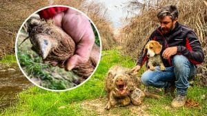 Un cazador adopta a una beagle abandonada y la convierte en una gran rastreadora: este jabalí rubio es la prueba