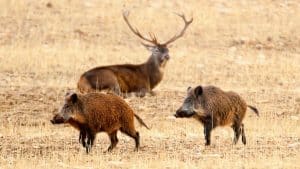 El Parque Nacional de Monfragüe es incapaz de controlar la población de ciervos y jabalíes sin la caza