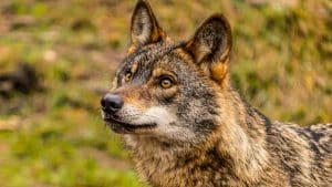 La comunidades loberas invitan al comisario de Medio Ambiente de la UE  a venir a España y conocer la realidad del lobo