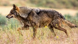 Un hombre graba a un lobo tumbado a solo unos metros de él en Zamora