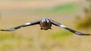 Historias de caza: las palomas torcaces de octubre