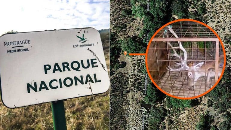 Ubicación exacta de la jaula donde fue grabado el ciervo en el Parque Nacional de Monfragüe.