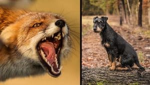 Así es la caza del zorro con perros de madriguera