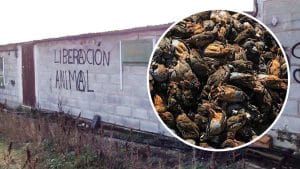 Aparecen centenares de perdices muertas junto a pintadas del Frente de Liberación Animal en una granja