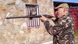 Lo nunca visto: un macho de perdiz roja se sube a la escopeta de un cazador